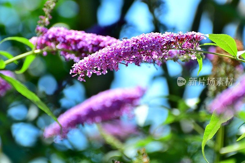 budleja / Butterfly Bush /夏季丁香